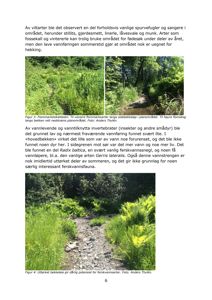 Fotografier av en bekkeleie med vegetasjon og vannføring, illustrerende en naturbeskrivelse.