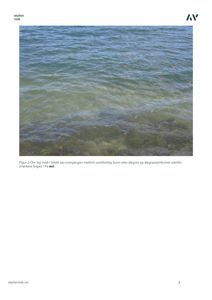 Fotografi av vann med sandholdig bunn og ålegrass, illustrert i en rapport.