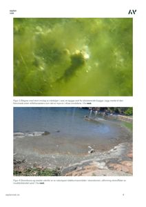 Fotografier av et kystområde med ålegras og strandsona.