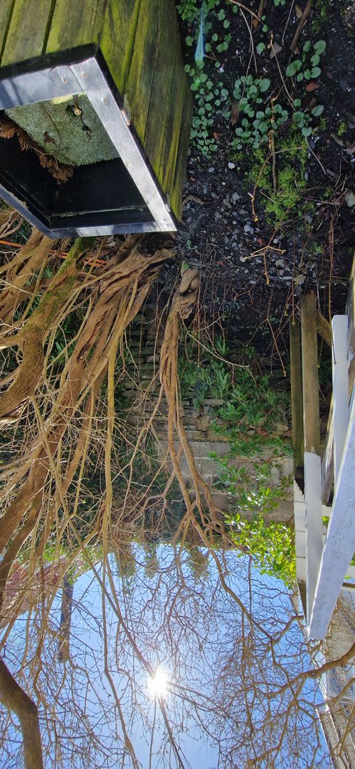 Fotografi av en uteplass eller hage med trær, planter, en trestruktur og en del av en bygning i bakgrunnen.