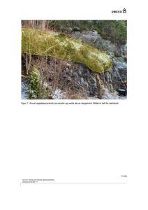 Fotografi av en bergskrent med en markert vegetasjonsgrense (gult område). Bildet er tatt fra nabolotmet.