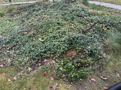 Fotografi av en grønn, vegetasjonstett hage eller gressområde med løv og en delvis synlig sti i bakgrunnen.