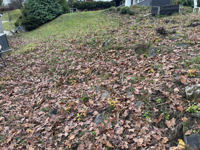 Fotografi av en grønn skråning dekket med løv, med en del av en bygning i bakgrunnen.