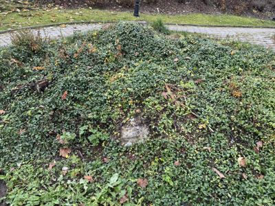 Fotografi av en grønn, vegetasjonstett hage eller parkområde med en sti i bakgrunnen.