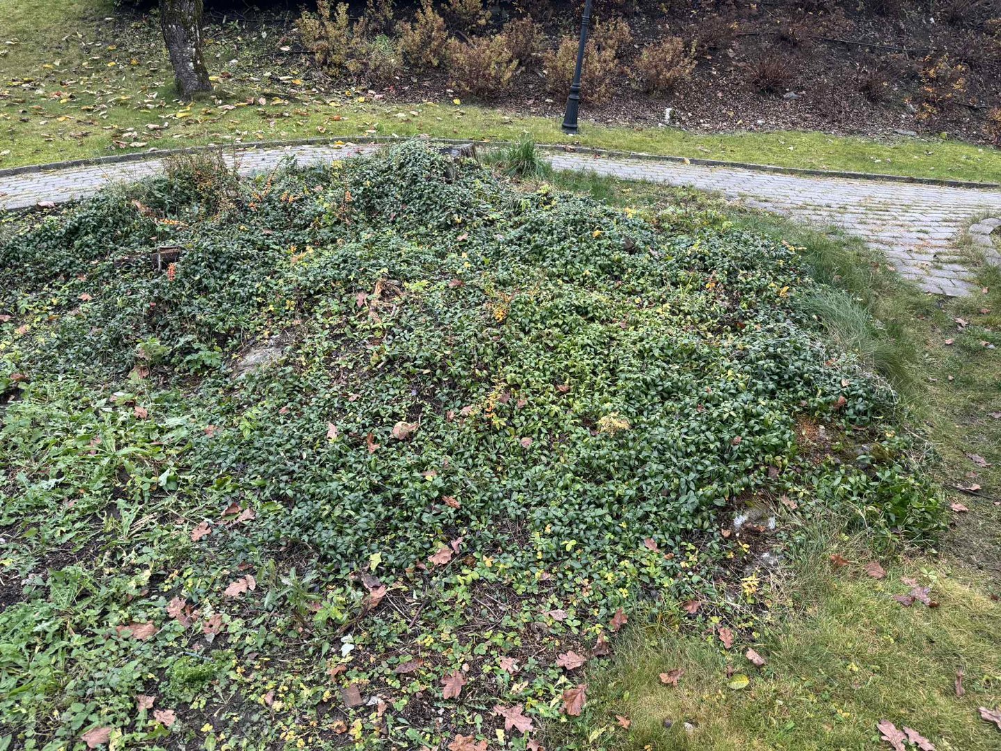 Fotografi av en hage eller parkområde med en stor haug av opphøyd jord og planter.