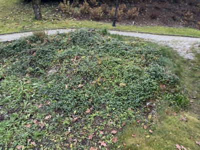 Fotografi av en hage eller parkområde med en stor haug av opphøyd jord og planter.
