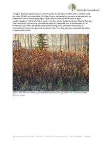 Fotografi som viser et område med fremmede arter (kanadagullris og parkslikrene) langs vestlig del av en tomt.