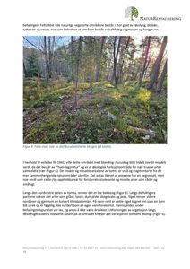 Fotografi av furudominert skog på en tomt, inkludert tekstbeskrivelse og referanse til Figur 4.