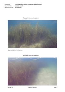 Fotografier fra en undersøkelse av havbunn som viser havgras på ulike lokasjoner.