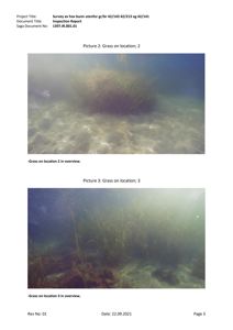 Fotografier av havbunn med grashauger, tatt som del av en undersøkelse.