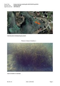 Fotografier fra en undersøkelse av havbunn som viser vegetasjon (gras) på ulike lokasjoner.