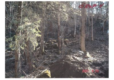 Fotografi av et skogområde med trær og stein.