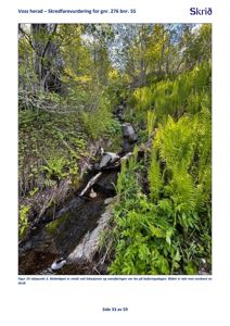 Fotografi av et bekkeløp i skog, tatt som del av en skredfarevurdering.