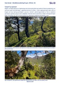 Fotografier av skogstoppografi og bjørkestammer med skredskader i Voss herad.