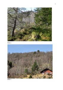 Fotografier av et naturområde med skog og en hytte (Bilde 2 og Bilde 3).