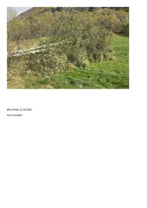 Fotografi av et naturområde med en nedfallet tre i forgrunnen og en skråning med trær i bakgrunnen. Bildet har en datert signatur og navn nederst.