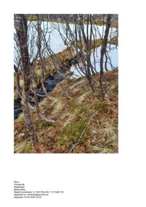 Fotografi av et naturområde med trær, snø og en liten bekke.