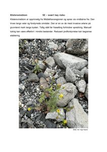 Fotografi av en plante (klistersvineblom) på en grusete.