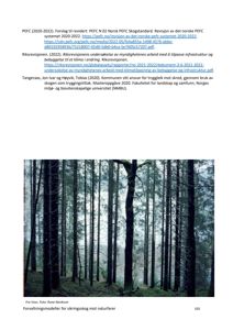 Fotografi av en skog med høye trær, sannsynligvis fra Voss som angitt i teksten.