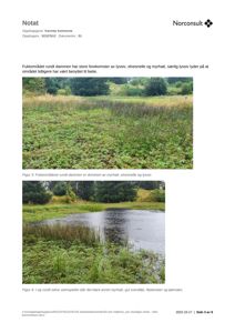 Fotografier av et fuktområde med myrhatt, elvesnelle og lyssiv, inkludert en dam.