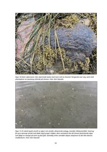 Fotografier av stein og sjøbunn i fjæresona, inkludert tekstbeskrivelser og fotokreditt.