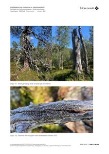 Fotografier av store gamle furutrær og en gammel død furugrein med rødlistearten keiklev.