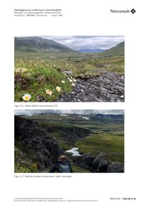 Fotografier fra et feltarbeid som viser kalkrik fjellhei med reinrose og kalkrike snøleier i Ardal kommune.