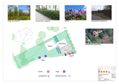 Beplantningsplan som viser planlagt beplantning (trær, hekker) i forhold til bygningene og eksisterende beplantning.
