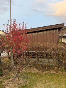 Fotografi av en brun, trepanelt bygning sett fra siden, med en blomstrende busk i forgrunnen.