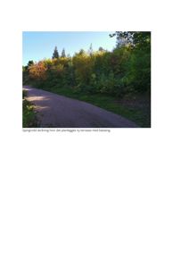 Fotografi av et terreng med skråning, trær og en sti. Bildet illustrerer området der det planlegges ny terrasse og basseng.