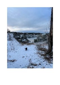 Fotografi av et snødekt område med en hund, vann og bygninger i bakgrunnen.
