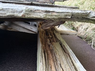 Fotografi som viser nærbilde av råte i et trekonstruksjonselement, sannsynligvis under et tak eller i en takhjel.