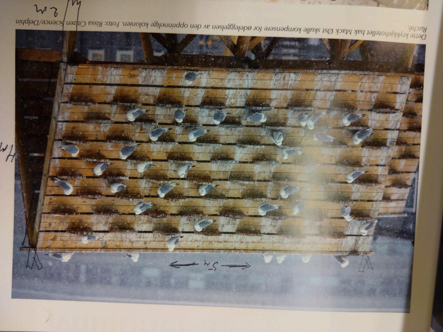 Fotografi av et krykkjehotellet bak Mack Øst med fugler på taket. Bildet inneholder håndskrevne mål (5m, 2m) og en tekstbeskrivelse om at hotellet skulle kompensere for ødeleggelsen av en koloni.