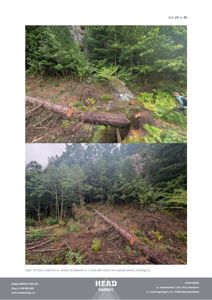 Fotografier av et skredområde med felledde trær og en person som inspisierer området.