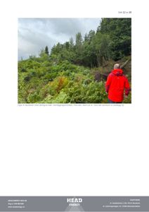 Fotografi av et terrengområde med nyvekst etter felling av trær, tatt i bunn av en ur.