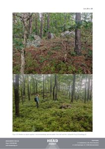 Fotografier av et skogsmiljø med blokker av ukjent opphav i morenelandskapet.