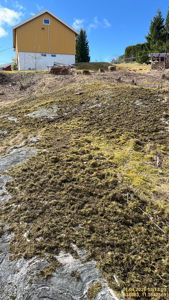 Fotografi av en bygning (gult hus) sett fra bakkenivå, med forgrunn som viser et grønt, mosete terreng.
