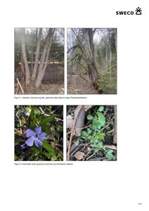 Fotografier av vegetasjon og planter i naturen, inkludert asketørr, selje, gravmyrt og vinterkarse.