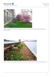 To fotografier som viser eksempler på regnbedd og vekstbedd (blågrønne løsninger) i en byggesak.