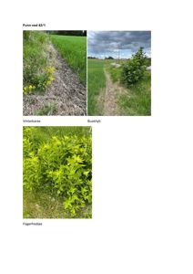 Fotografier av funn av biologiske arter (Vinterkarse, Buskhyll og Fagerfredløs) i et felt.