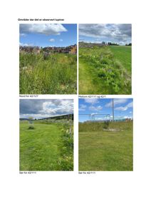 Fotografier av et område med lupiner og grøft, med angivelse av retning (Nord, Mellom, Sør) og eiendomsnummer (42/127, 42/111).