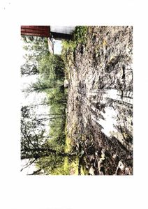 Fotografi av en tomt med vegetasjon og en del av en bygning i bakgrunnen.