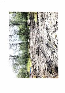 Fotografi av et terreng med skog og grus.