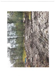 Fotografi av et terreng med stein og trær, sannsynligvis en byggeplass eller naturområde.