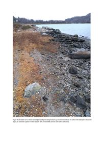 Fotografi av en kyststrøk med fjæresallgras, steiner og saltvann.