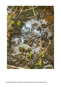 Fotografi av et våt, moseholdt område, sannsynligvis fra en politianmeldelse om skogsdrift.