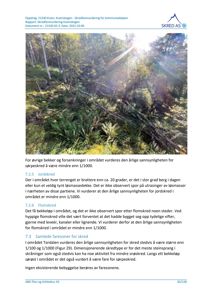 Fotografi av et skredutsatt område med trær og løsmasser, inkludert sollys og skogvegetasjon.