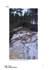 Fotografi som viser håndfelling av tømmer i skog, sannsynligvis som del av en byggesak eller prosjekt.